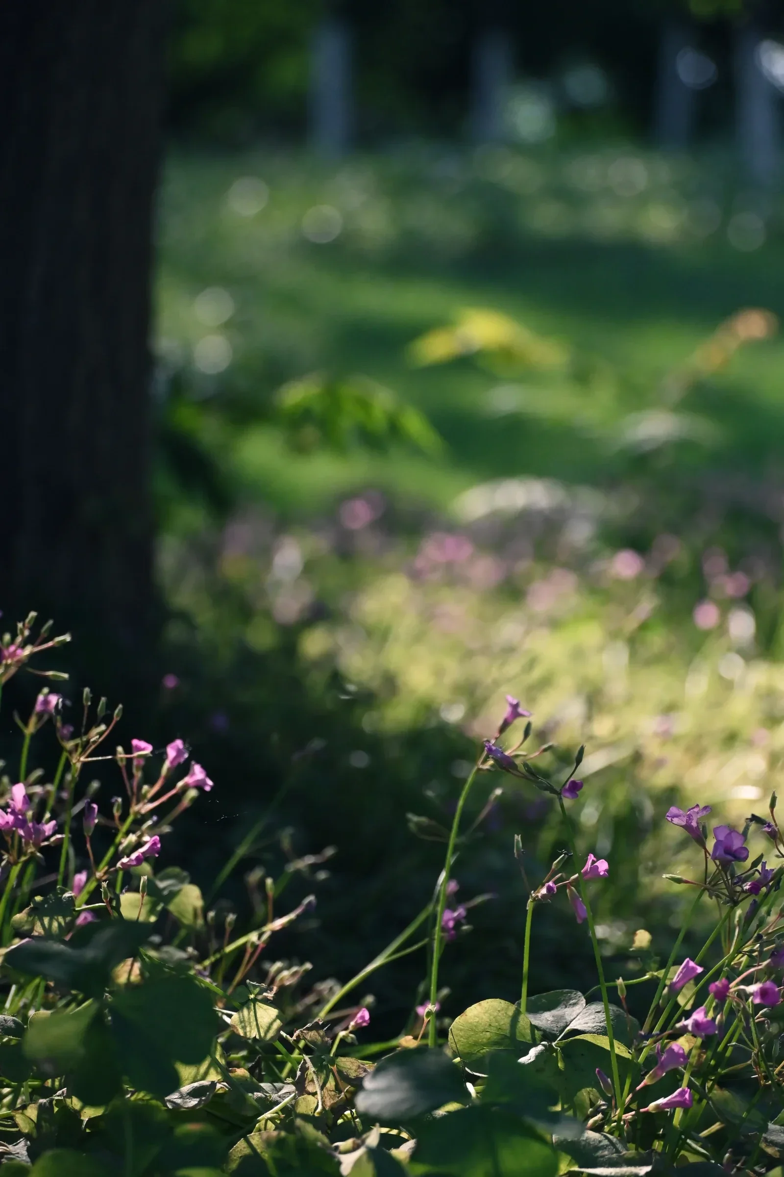 Small purple flowers beside a tree, with a road blurred in the distance.