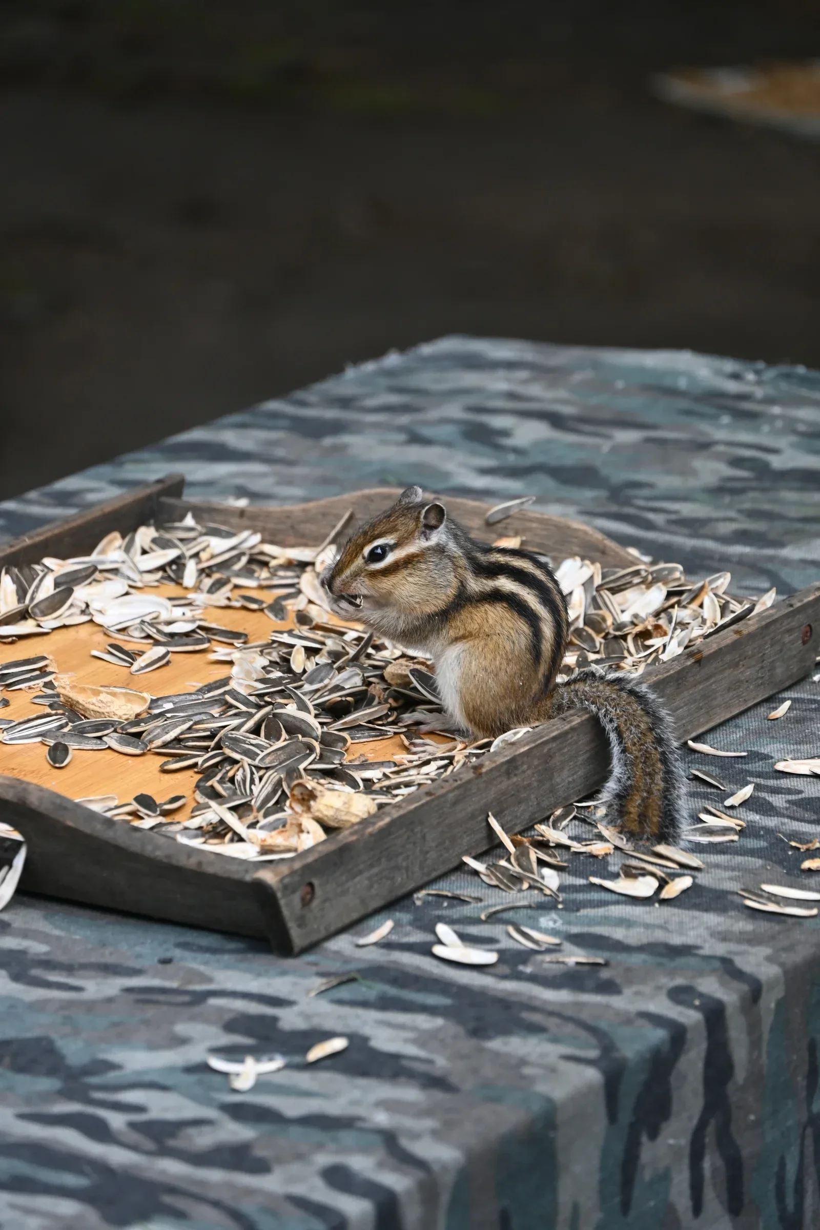 A striped squirrel sits among sunflower seed shells on a wooden tray.