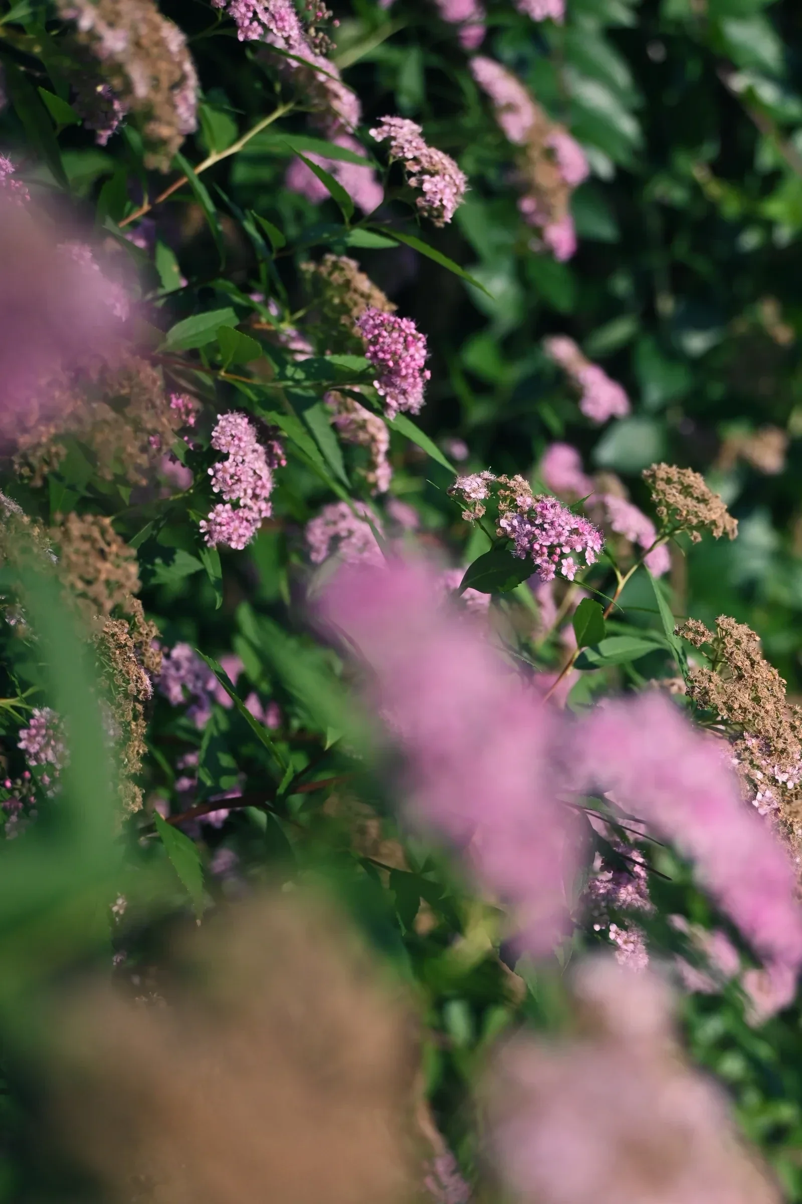 Pink flowers among green leaves, with a blurred flower in the foreground.