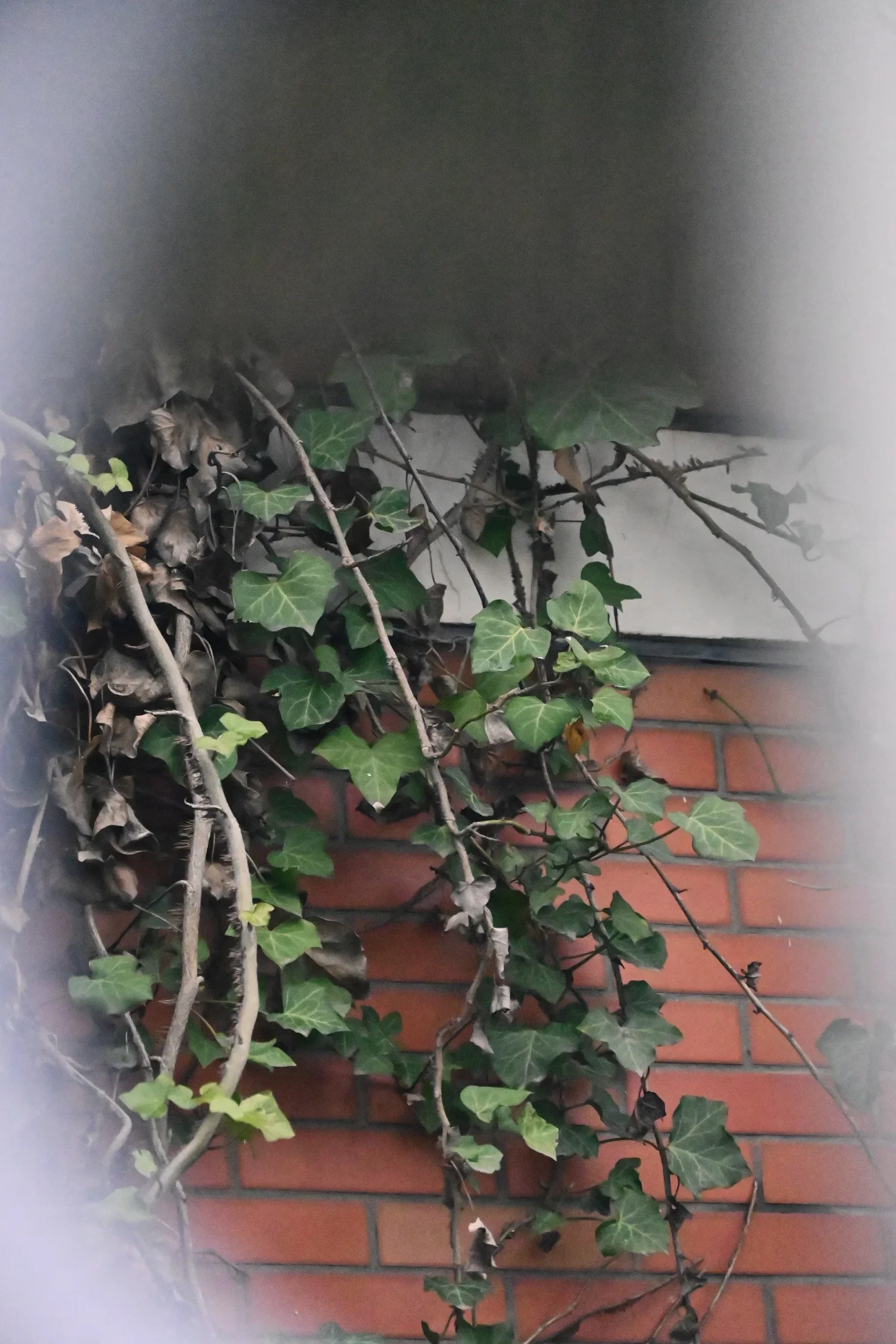 Vines grow against a red brick wall seen through soft focus.