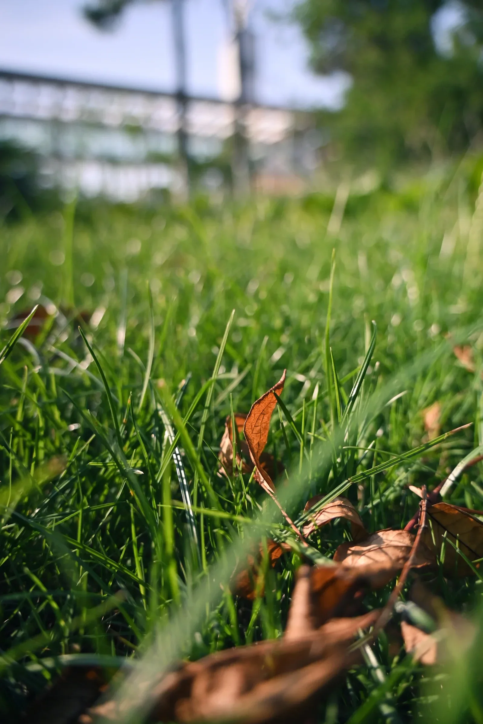 A fallen brown leaf rests in green grass.