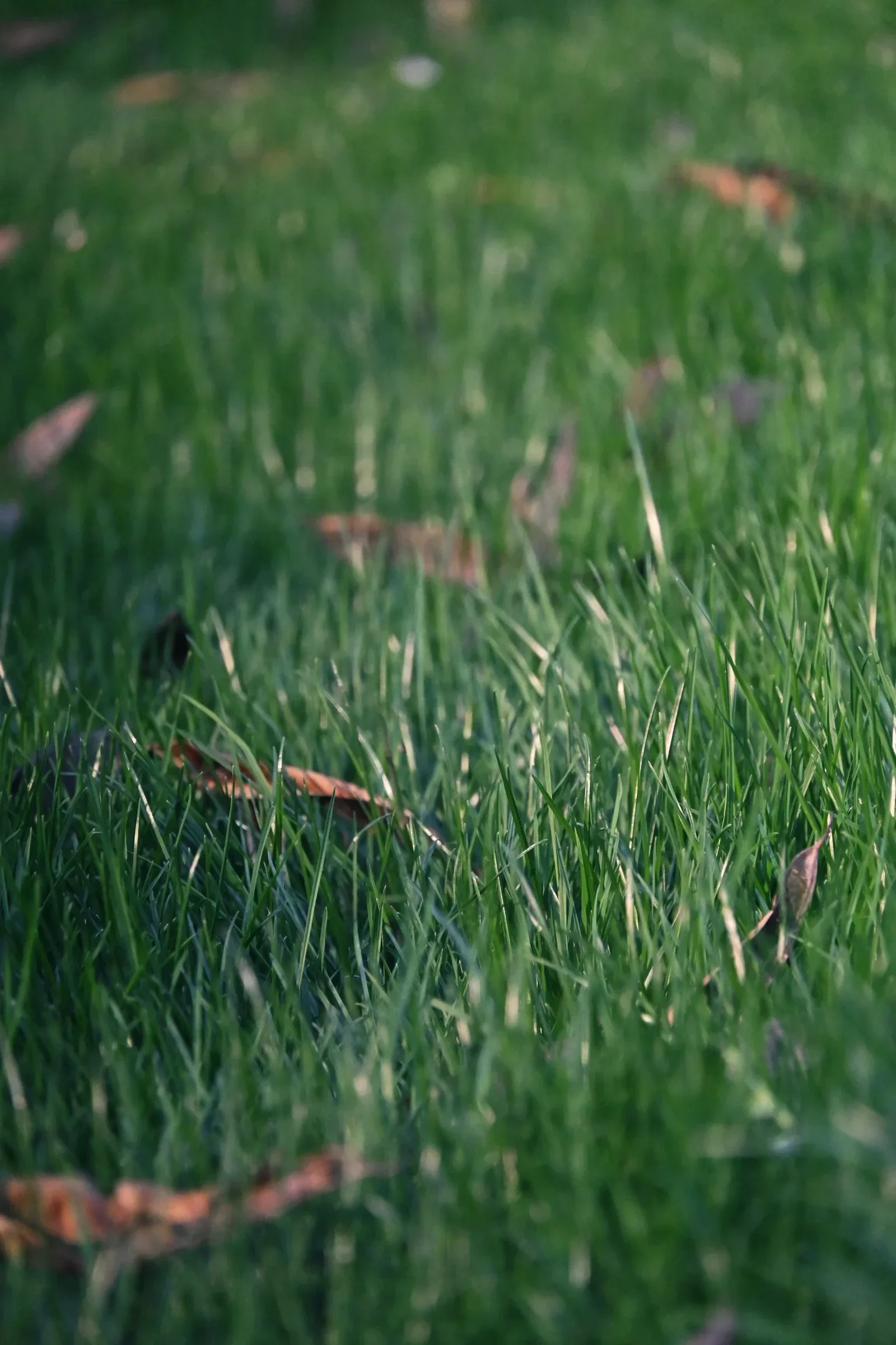 Grass and scattered fallen leaves photographed with a shallow depth of field.